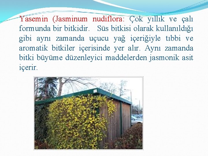 Yasemin (Jasminum nudiflora: Çok yıllık ve çalı formunda bir bitkidir. Süs bitkisi olarak kullanıldığı