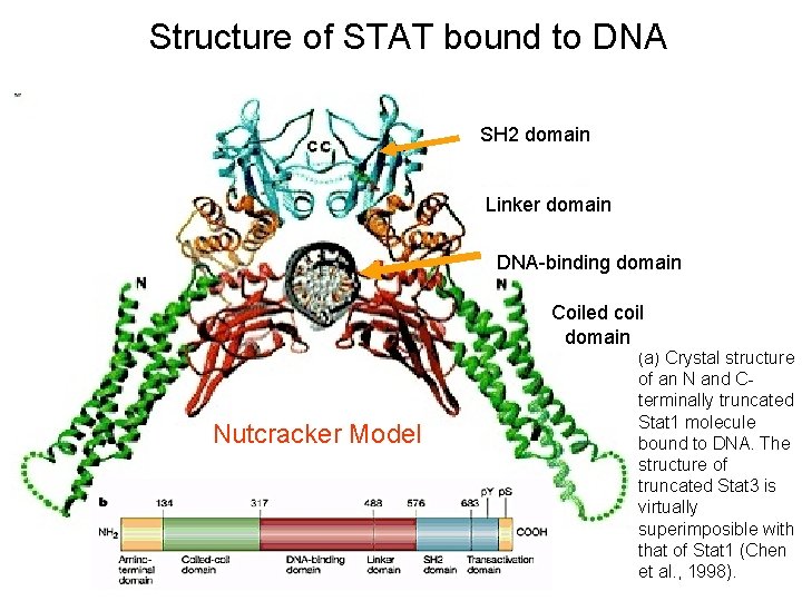 Structure of STAT bound to DNA SH 2 domain Linker domain DNA-binding domain Coiled