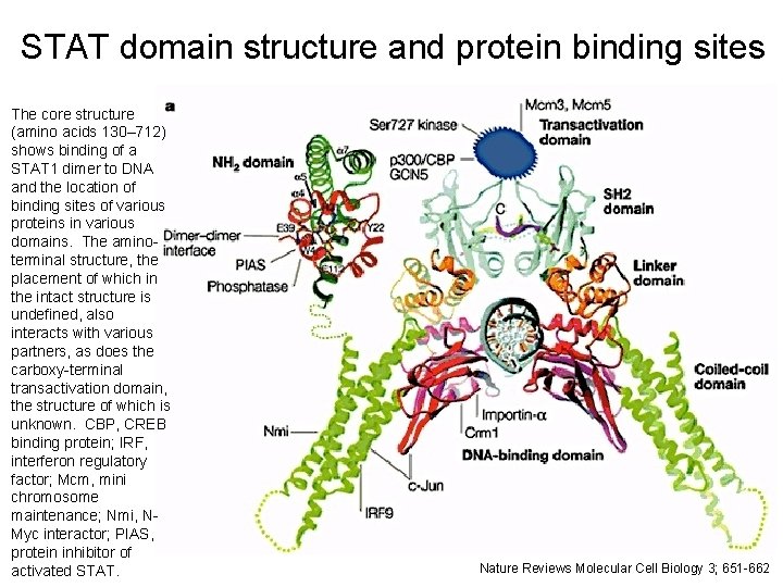 STAT domain structure and protein binding sites The core structure (amino acids 130– 712)