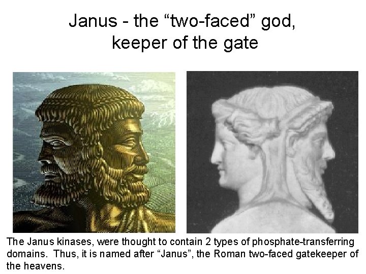 Janus - the “two-faced” god, keeper of the gate The Janus kinases, were thought