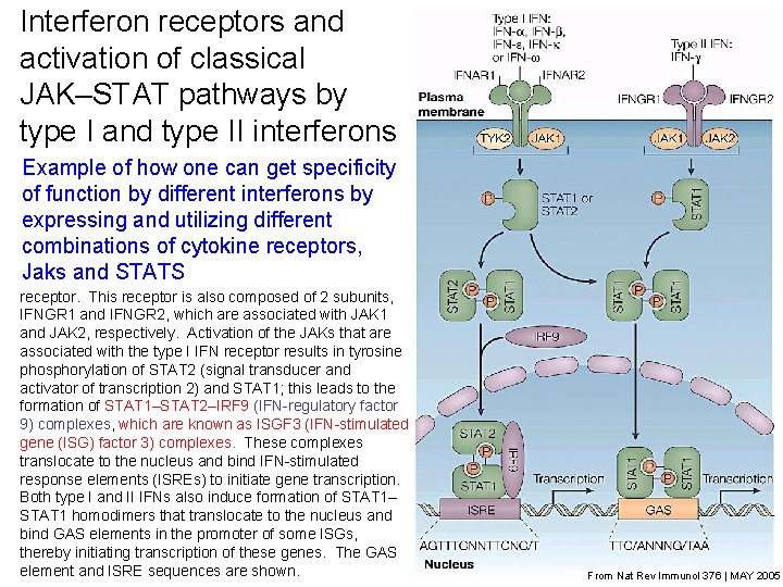 Interferon receptors and activation of classical JAK–STAT pathways by type I and type II