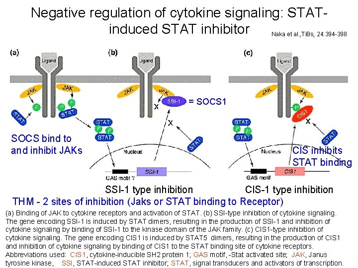 Negative regulation of cytokine signaling: STATinduced STAT inhibitor Naka et al. , Ti. Bs,