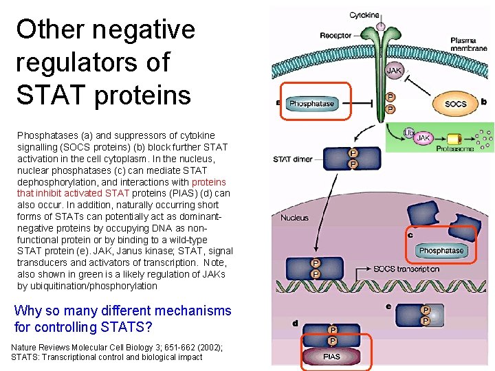 Other negative regulators of STAT proteins Phosphatases (a) and suppressors of cytokine signalling (SOCS