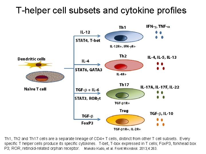 T-helper cell subsets and cytokine profiles Th 1, Th 2 and Th 17 cells