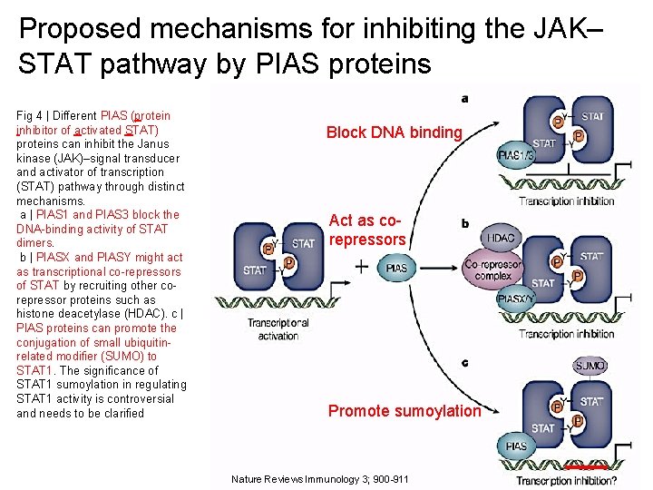 Proposed mechanisms for inhibiting the JAK– STAT pathway by PIAS proteins Fig 4 |