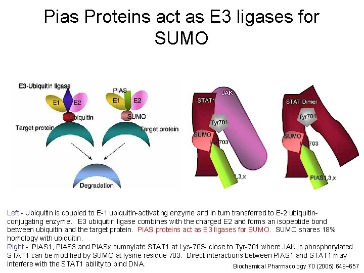 Pias Proteins act as E 3 ligases for SUMO Left - Ubiquitin is coupled