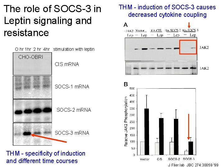 The role of SOCS-3 in Leptin signaling and resistance THM - induction of SOCS-3
