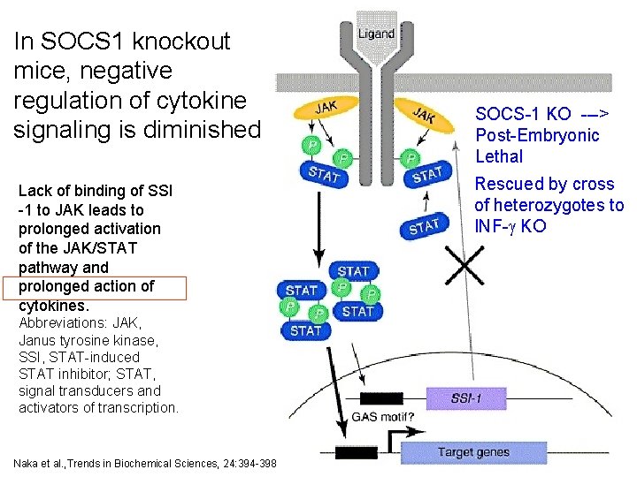 In SOCS 1 knockout mice, negative regulation of cytokine signaling is diminished Lack of