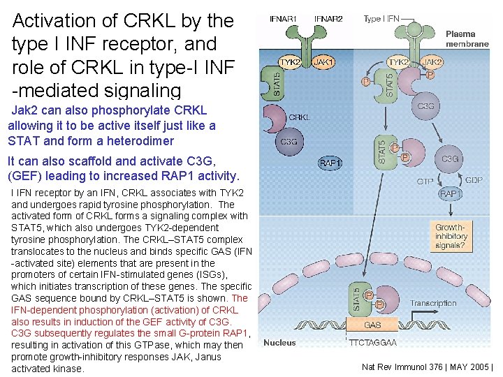 Activation of CRKL by the type I INF receptor, and role of CRKL in