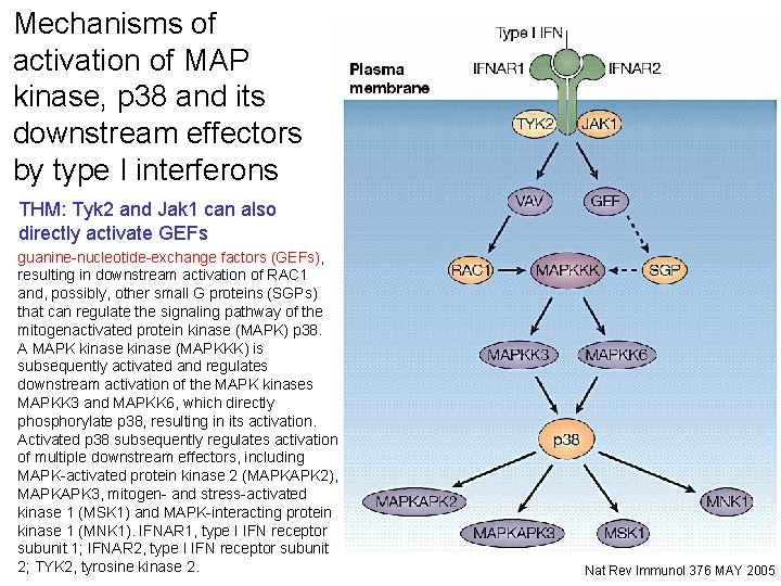 Mechanisms of activation of MAP kinase, p 38 and its downstream effectors by type