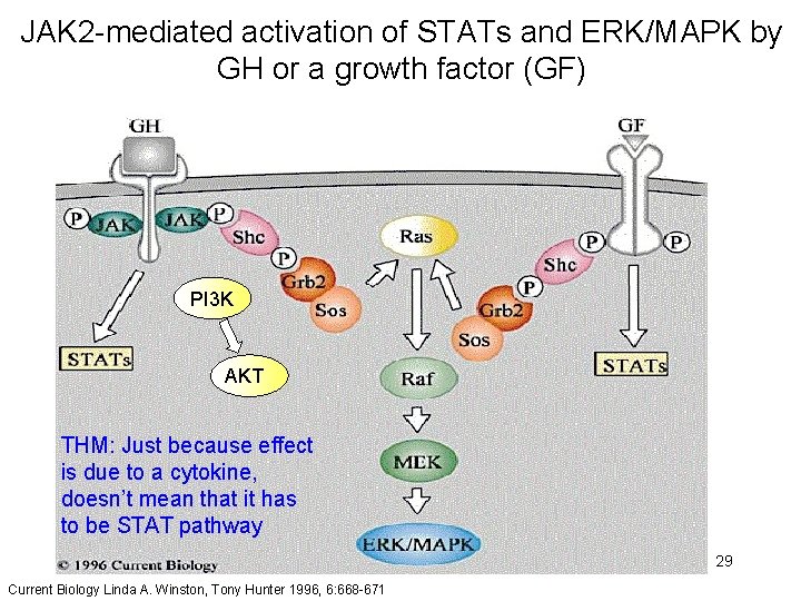 JAK 2 -mediated activation of STATs and ERK/MAPK by GH or a growth factor