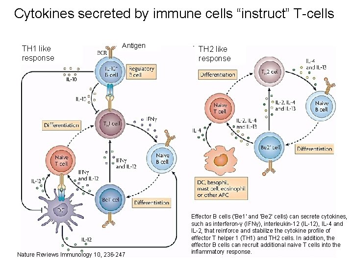 Cytokines secreted by immune cells “instruct” T-cells TH 1 like response Antigen Nature Reviews