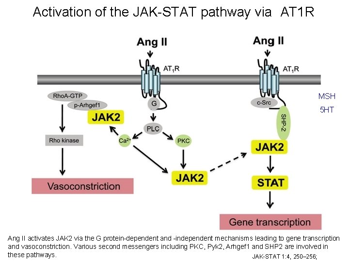 Activation of the JAK-STAT pathway via AT 1 R MSH 5 HT Ang II