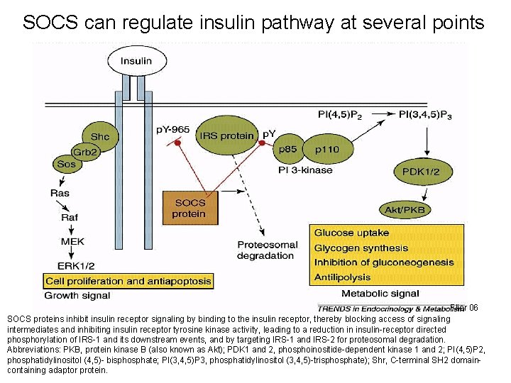 SOCS can regulate insulin pathway at several points Flier 06 SOCS proteins inhibit insulin