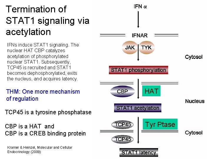 Termination of STAT 1 signaling via acetylation IFNs induce STAT 1 signaling. The nuclear