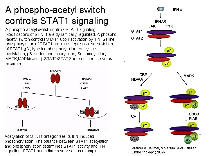 A phospho-acetyl switch controls STAT 1 signaling. Modifications of STAT 1 are dynamically regulated.