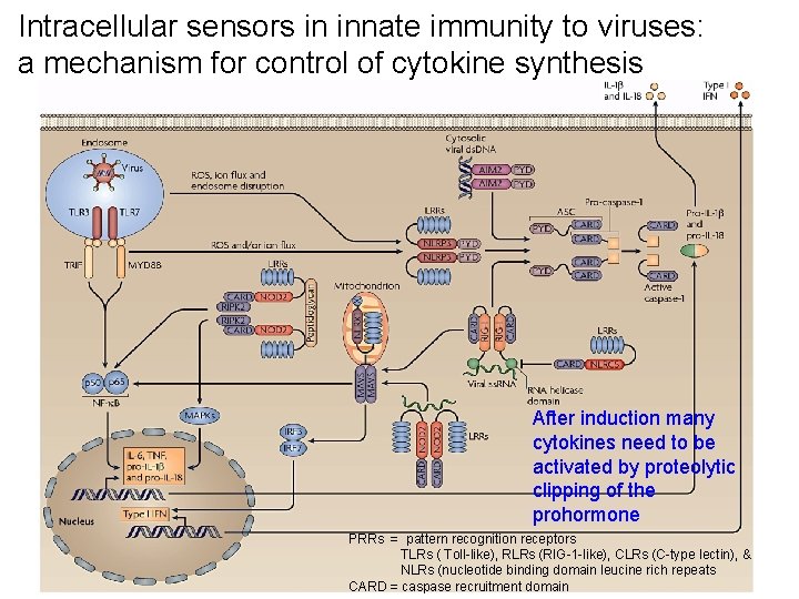 Intracellular sensors in innate immunity to viruses: a mechanism for control of cytokine synthesis