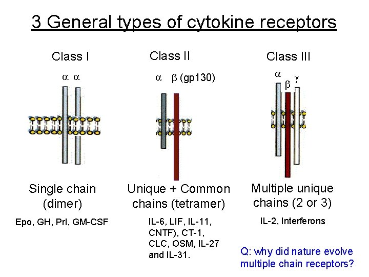 3 General types of cytokine receptors Class I a a Single chain (dimer) Epo,