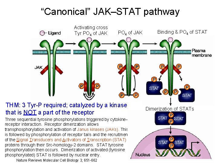 “Canonical” JAK–STAT pathway Activating cross Tyr PO 4 of JAK THM: 3 Tyr-P required;