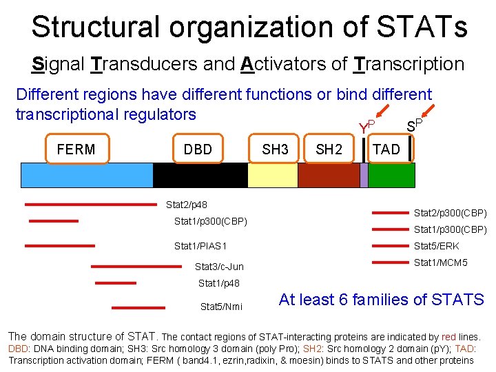 Structural organization of STATs Signal Transducers and Activators of Transcription Different regions have different