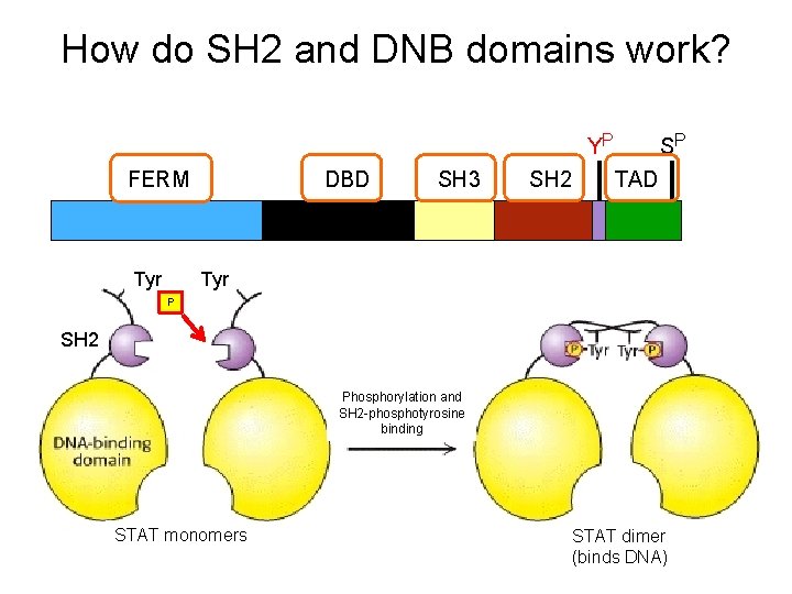 How do SH 2 and DNB domains work? YP SP FERM DBD SH 3