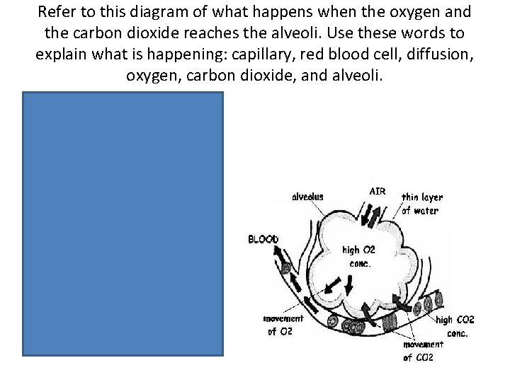 Refer to this diagram of what happens when the oxygen and the carbon dioxide