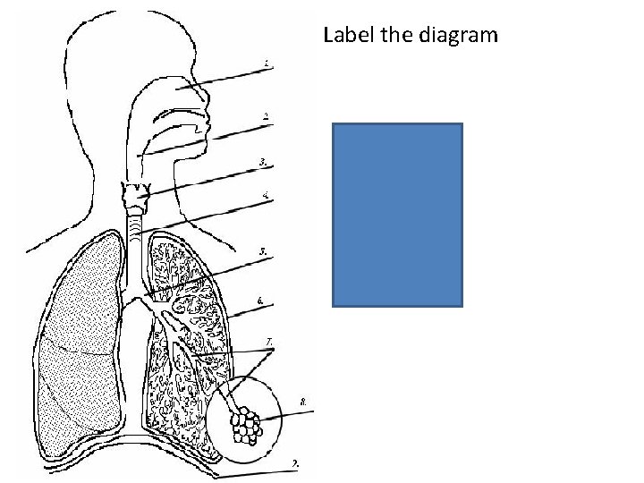 Label the diagram 1) 2) 3) 4) 5) 6) 7) 8) 9) Nasal Passage