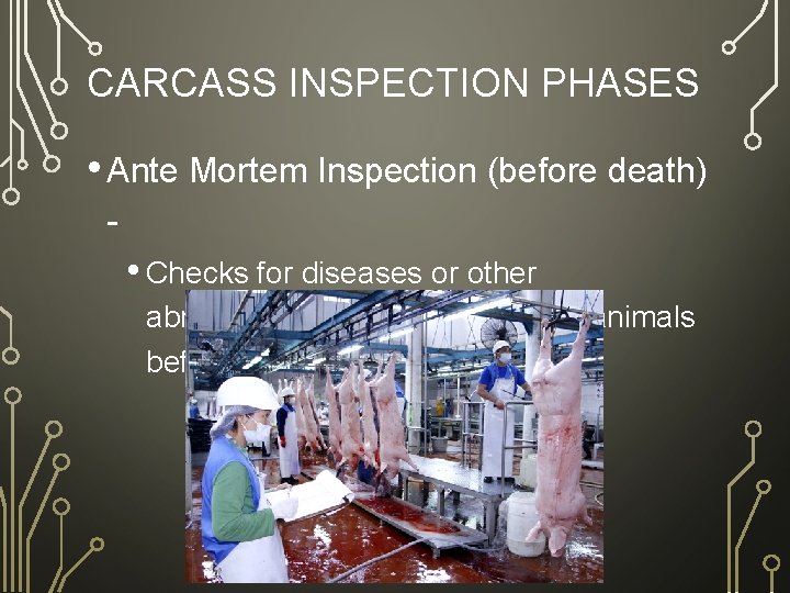 CARCASS INSPECTION PHASES • Ante Mortem Inspection (before death) - • Checks for diseases