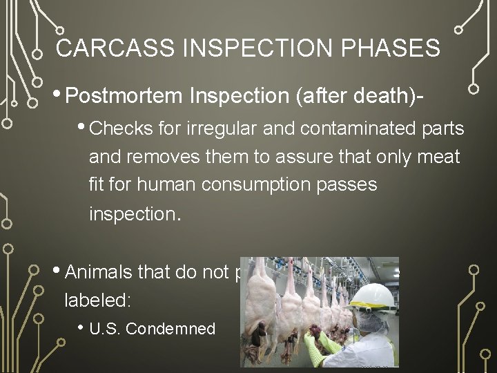 CARCASS INSPECTION PHASES • Postmortem Inspection (after death) • Checks for irregular and contaminated
