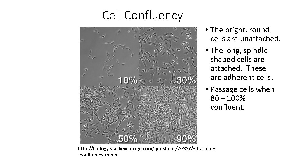 Cell Confluency • The bright, round cells are unattached. • The long, spindleshaped cells