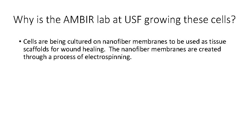 Why is the AMBIR lab at USF growing these cells? • Cells are being