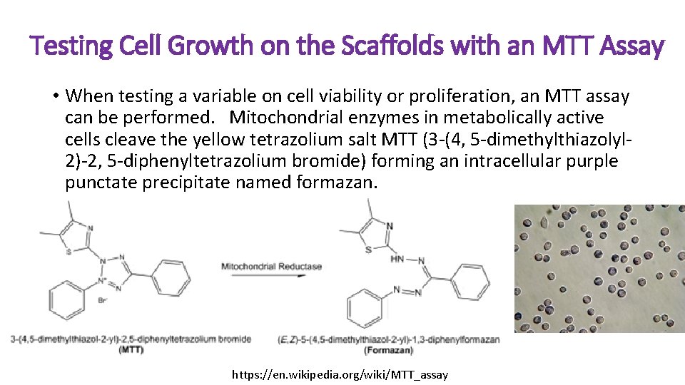 Testing Cell Growth on the Scaffolds with an MTT Assay • When testing a