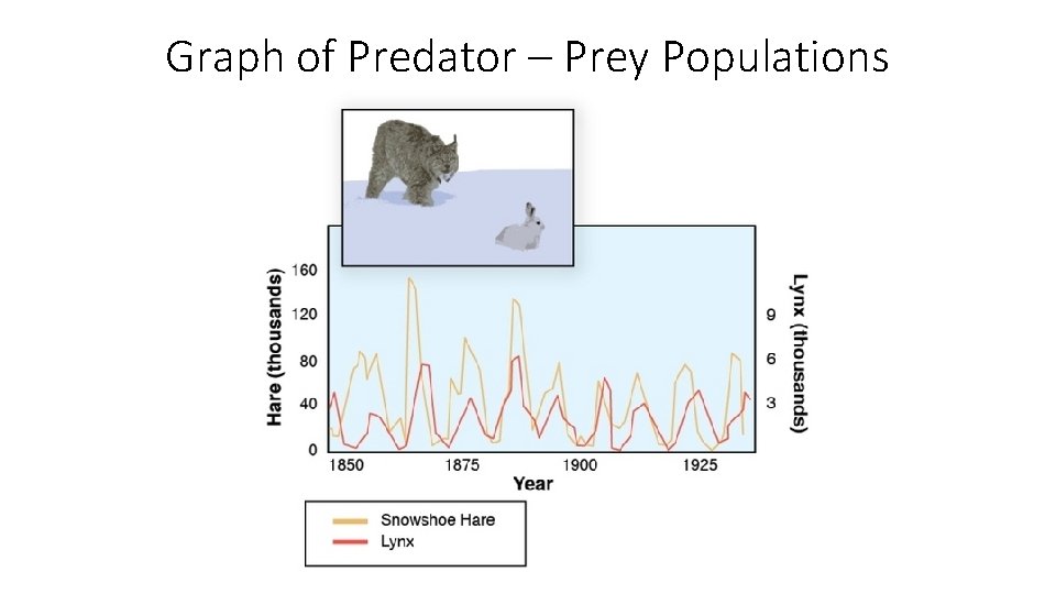 Graph of Predator – Prey Populations 