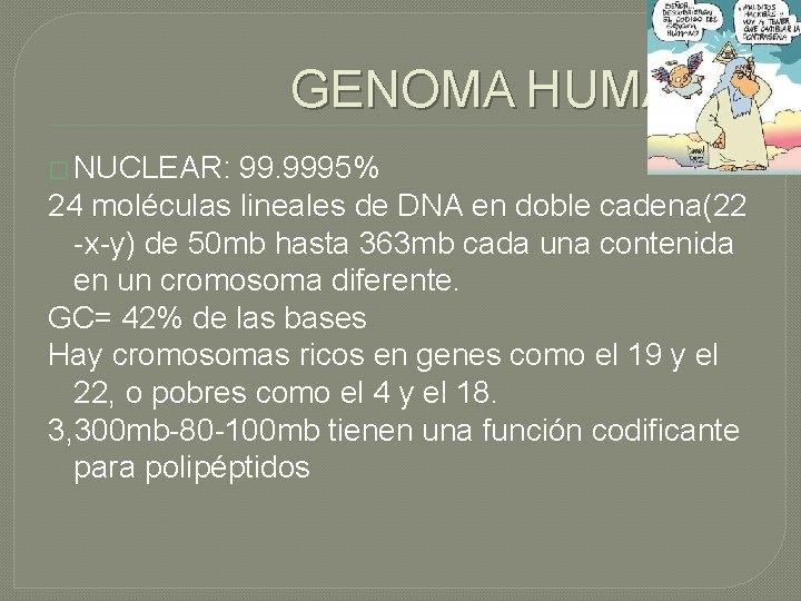 GENOMA HUMANO � NUCLEAR: 99. 9995% 24 moléculas lineales de DNA en doble cadena(22