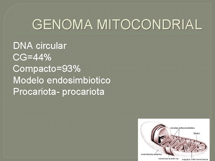 GENOMA MITOCONDRIAL DNA circular CG=44% Compacto=93% Modelo endosimbiotico Procariota- procariota 