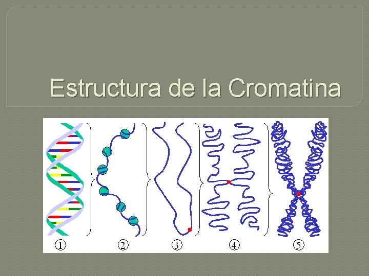 Estructura de la Cromatina 