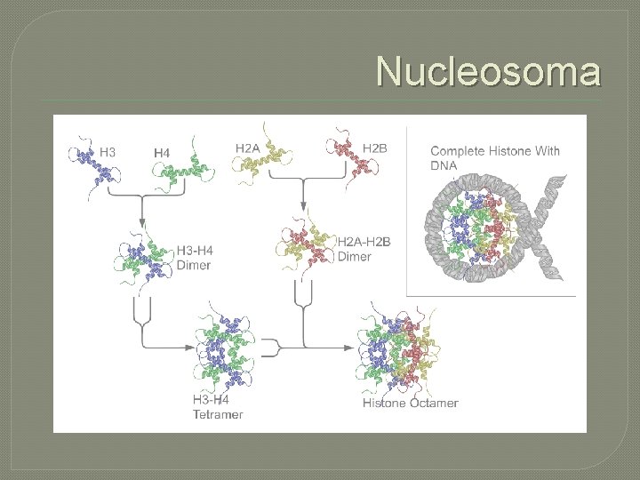 Nucleosoma 