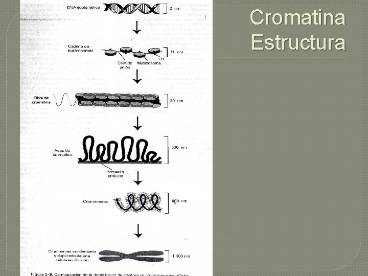 Cromatina Estructura 