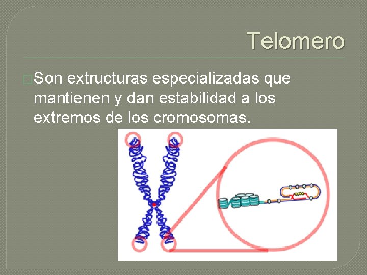 Telomero �Son extructuras especializadas que mantienen y dan estabilidad a los extremos de los