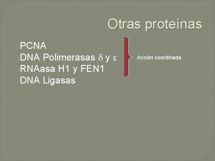 Otras proteínas �PCNA Polimerasas δ y ε �RNAasa H 1 y FEN 1 �DNA