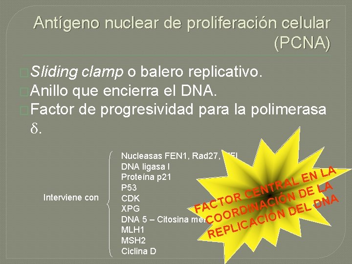 Antígeno nuclear de proliferación celular (PCNA) �Sliding clamp o balero replicativo. �Anillo que encierra