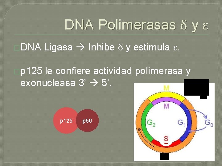 DNA Polimerasas δ y ε �DNA Ligasa Inhibe δ y estimula ε. �p 125