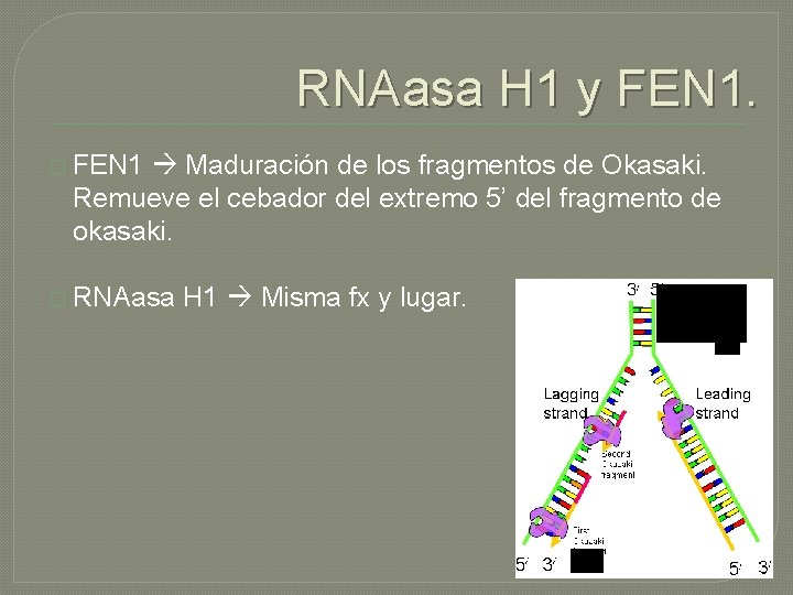 RNAasa H 1 y FEN 1. � FEN 1 Maduración de los fragmentos de