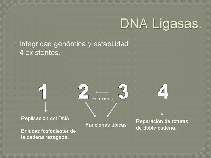 DNA Ligasas. � Integridad genómica y estabilidad. � 4 existentes. Formación Replicación del DNA.