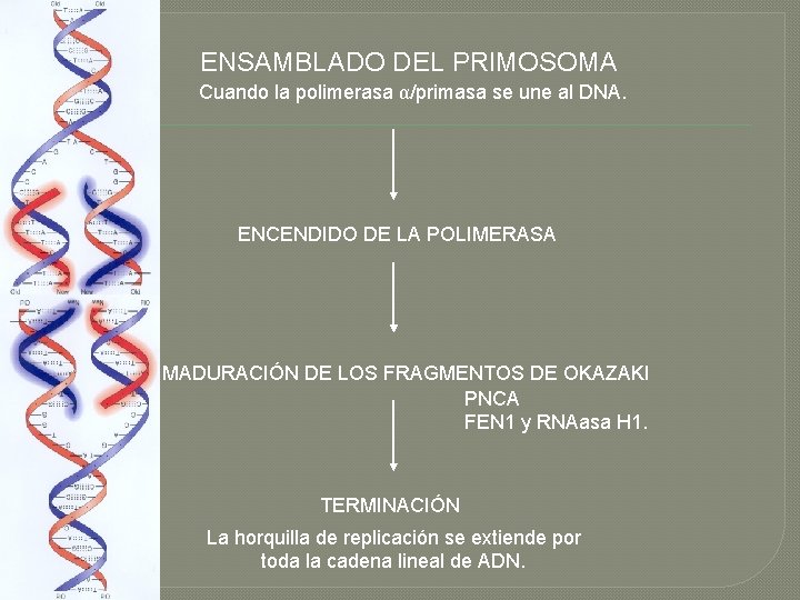 ENSAMBLADO DEL PRIMOSOMA Cuando la polimerasa α/primasa se une al DNA. ENCENDIDO DE LA