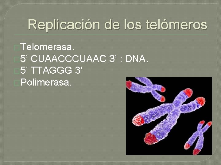 Replicación de los telómeros �Telomerasa. � 5’ CUAACCCUAAC 3’ : DNA. � 5’ TTAGGG