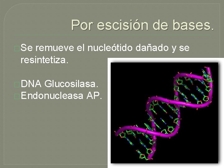 Por escisión de bases. �Se remueve el nucleótido dañado y se resintetiza. �DNA Glucosilasa.