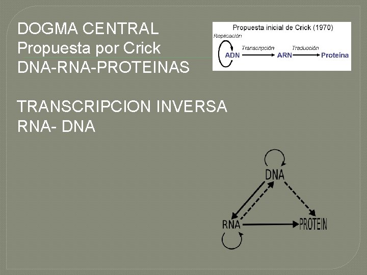 DOGMA CENTRAL Propuesta por Crick DNA-RNA-PROTEINAS TRANSCRIPCION INVERSA RNA- DNA 