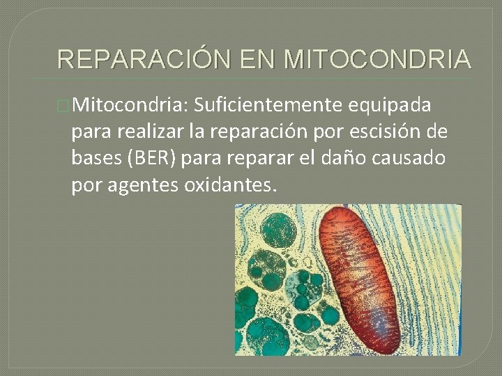 REPARACIÓN EN MITOCONDRIA �Mitocondria: Suficientemente equipada para realizar la reparación por escisión de bases