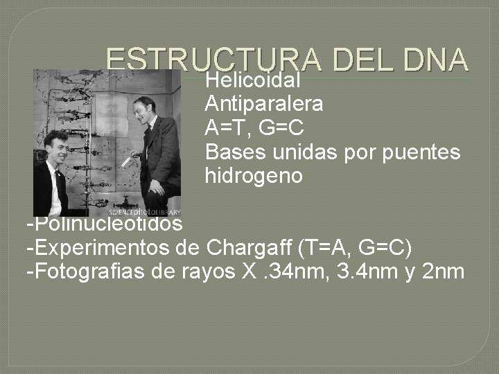 ESTRUCTURA DEL DNA Helicoidal Antiparalera A=T, G=C Bases unidas por puentes hidrogeno -Polinucleotidos -Experimentos